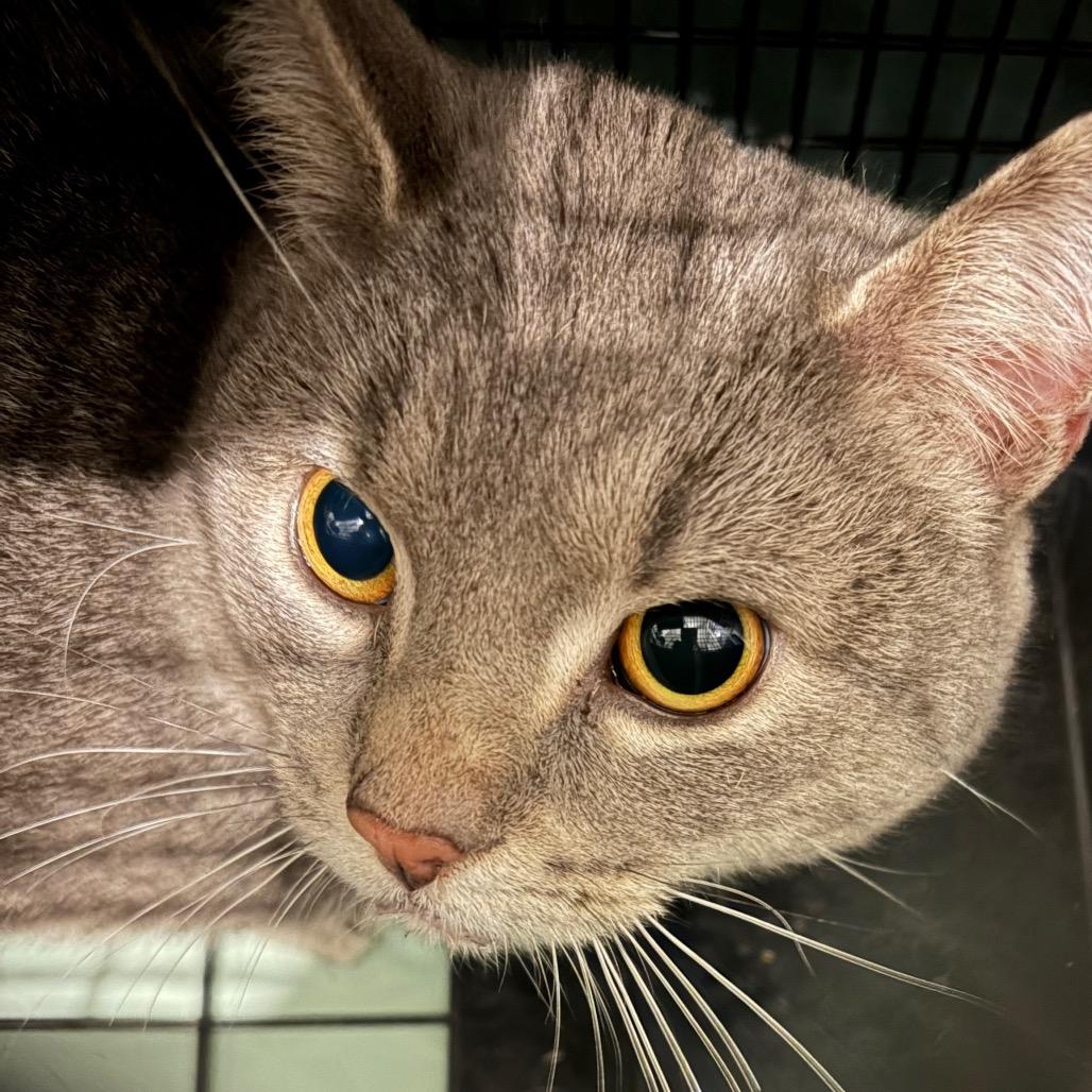 Enlarge Merlin, an adopted Domestic Short Hair in Cleveland Heights, OH image 1/1