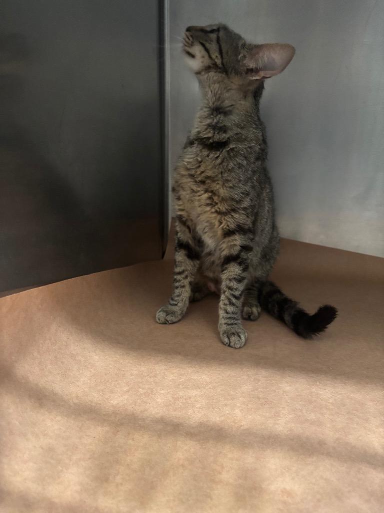 Punk, Adoptable, Young Male Domestic Short Hair.