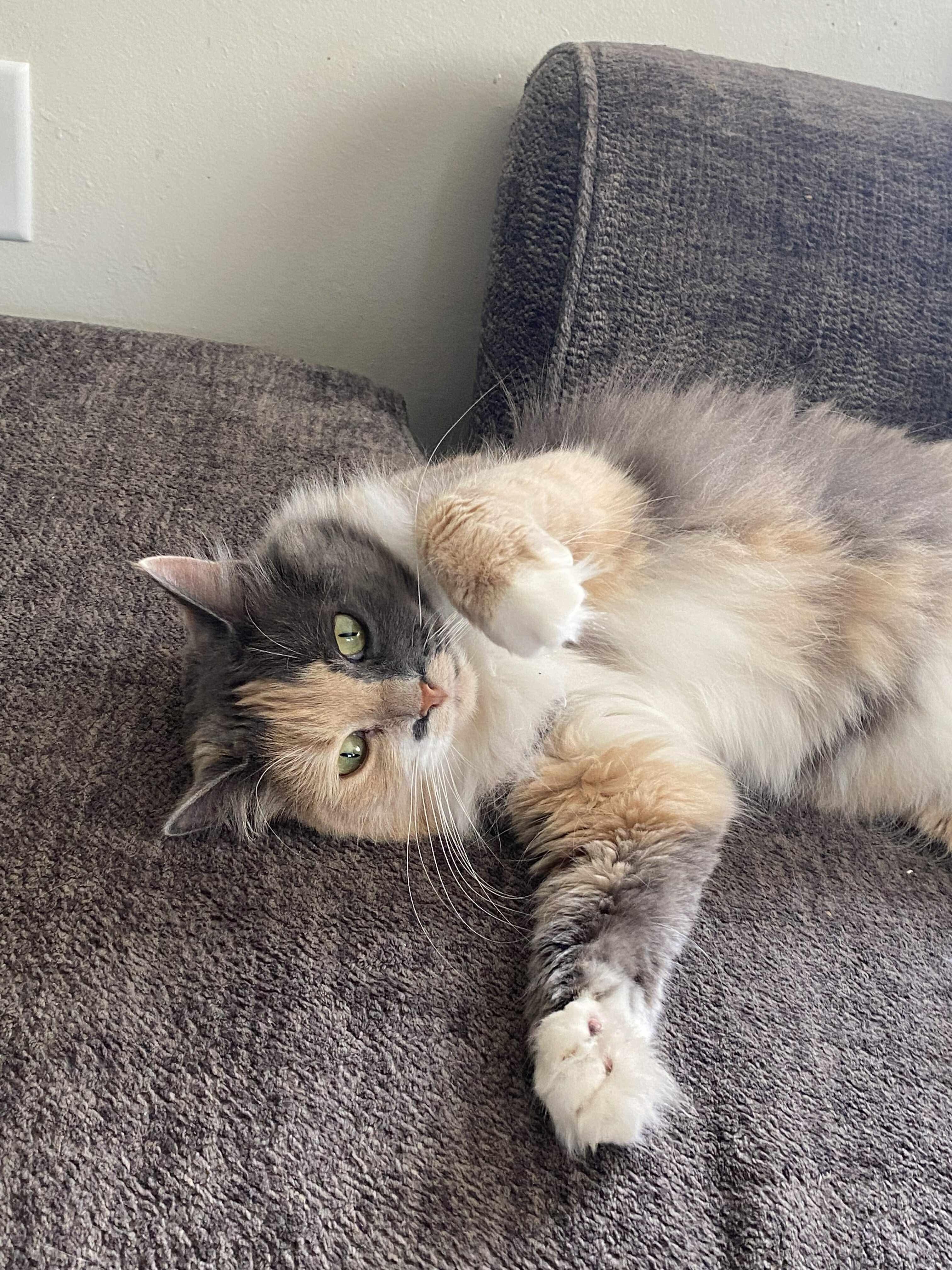 Gracie photo 2
