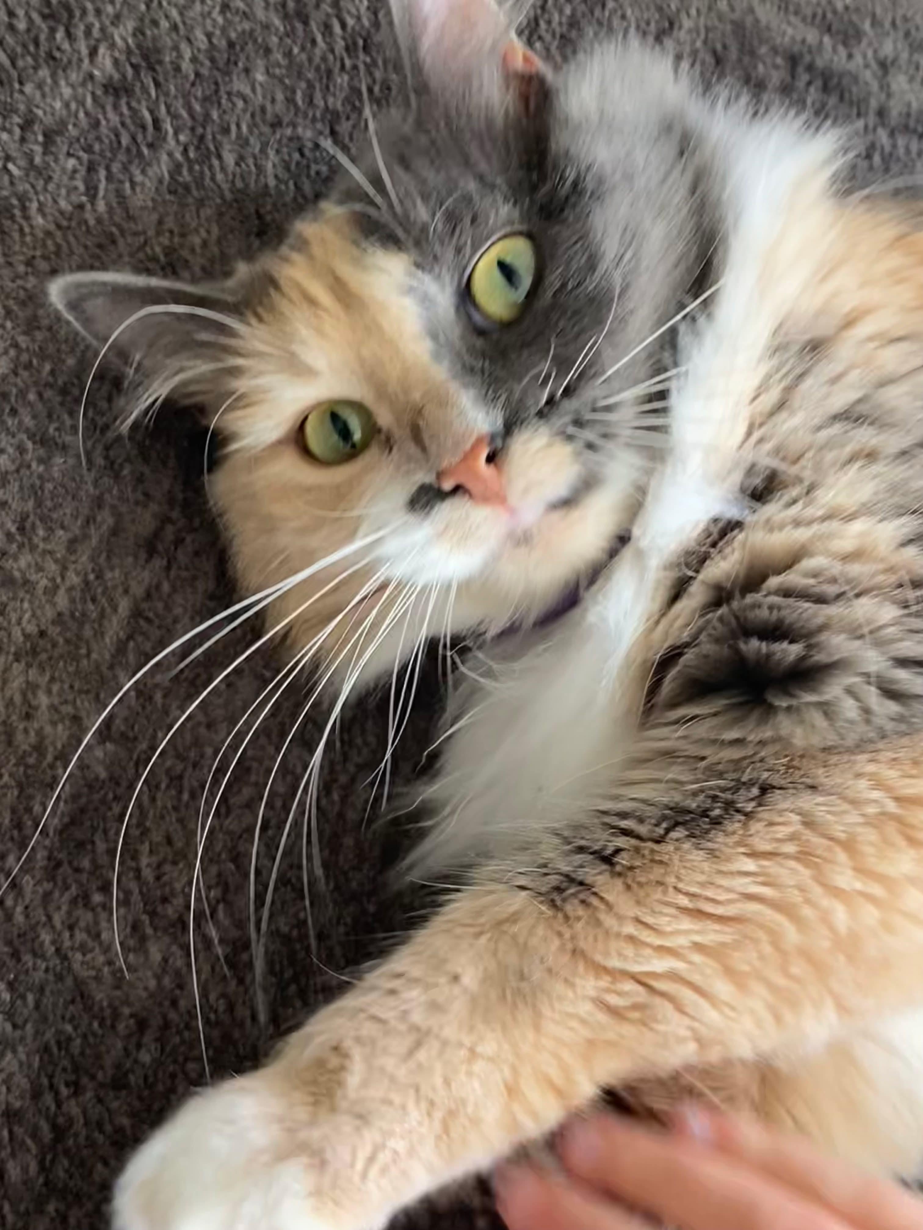 Gracie, Adult Female unknown