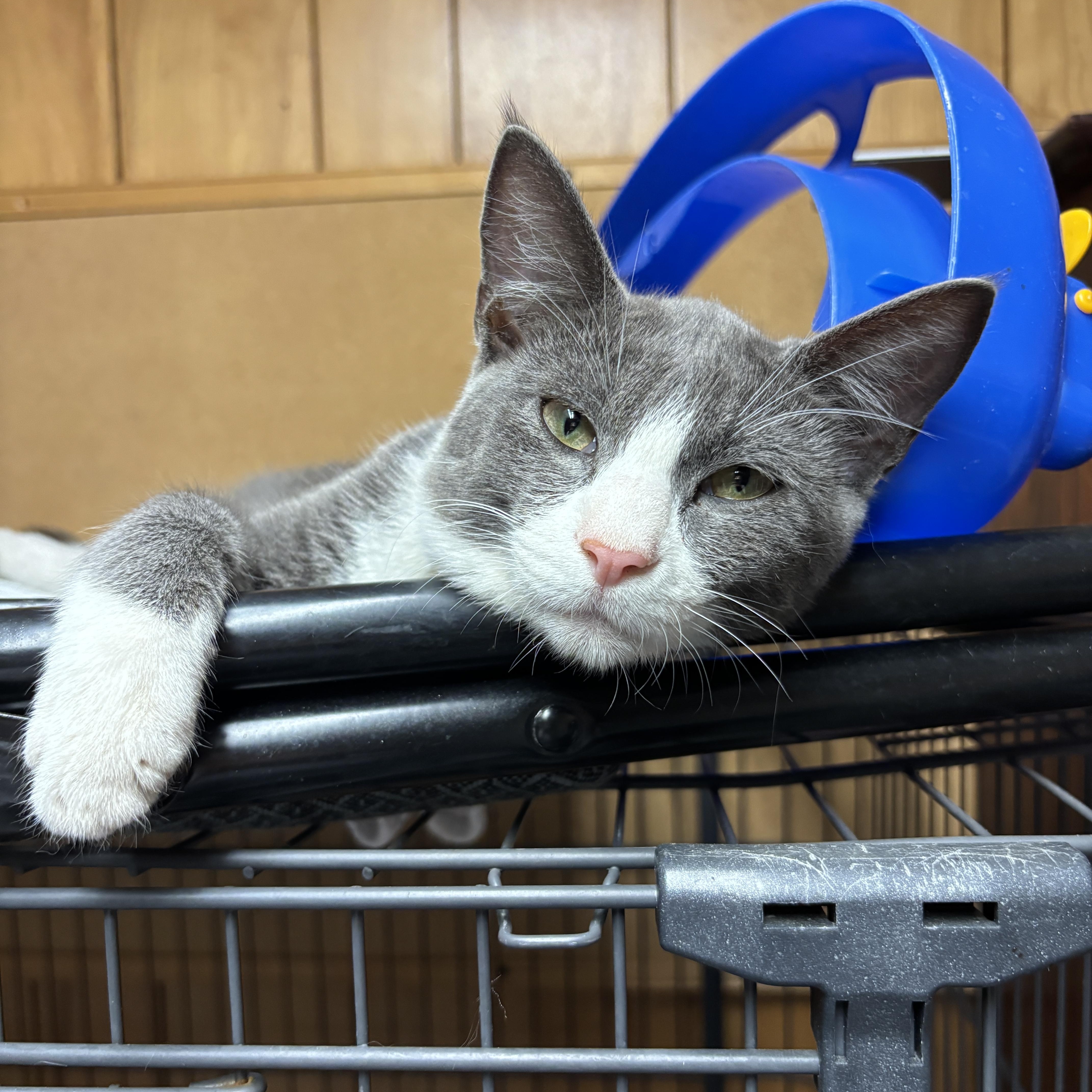 Thaddeus, Adoptable, Young Male Domestic Short Hair.