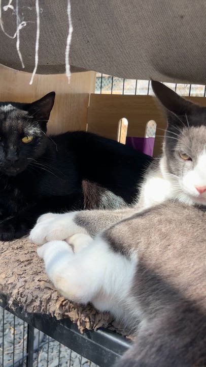 Enlarge Thaddeus, a Adoptable Domestic Short Hair in Eugene, OR video 6/6