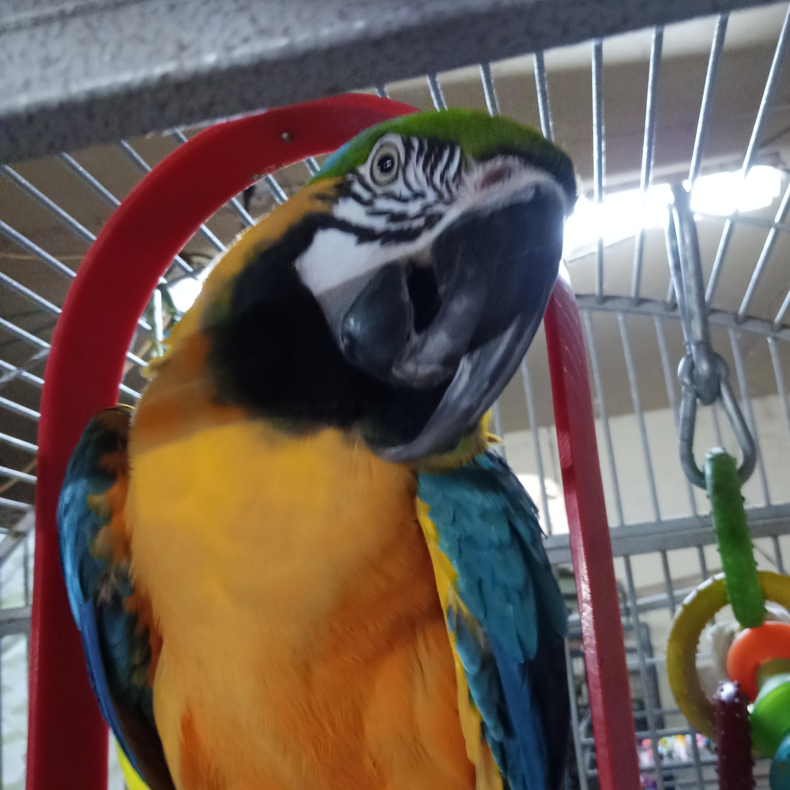 Saffie, a Adoptable Macaw in Modesto, CA image 1/2