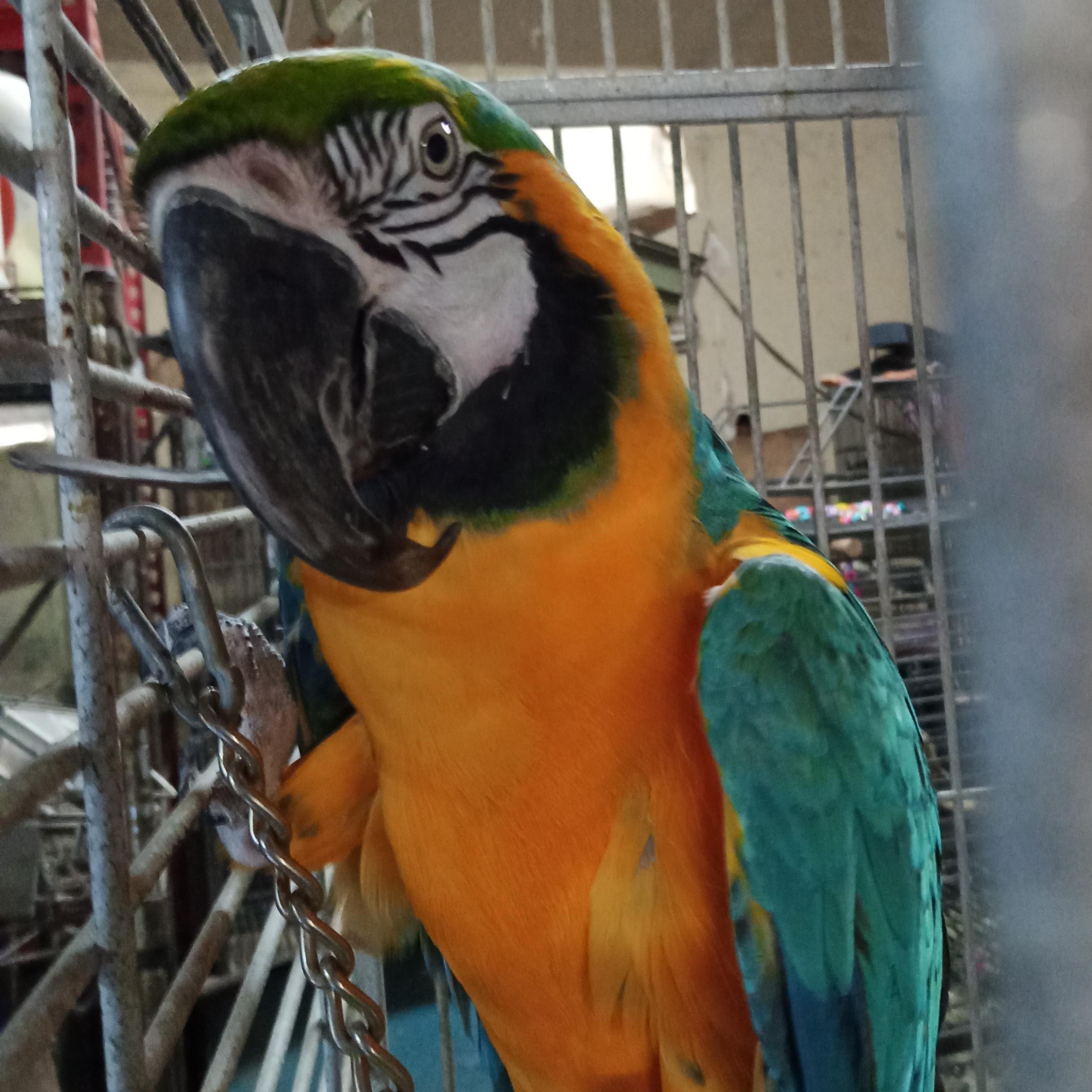 Saffie, a Adoptable Macaw in Modesto, CA image 2/2
