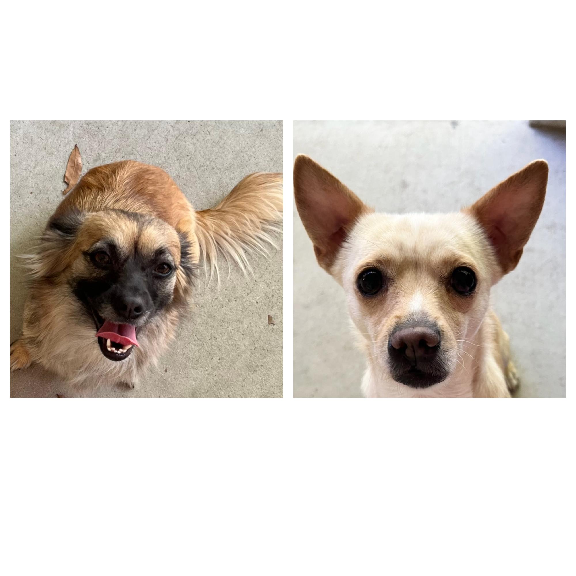 Shurri & Alayah, Adoptable, Young Female Chihuahua.