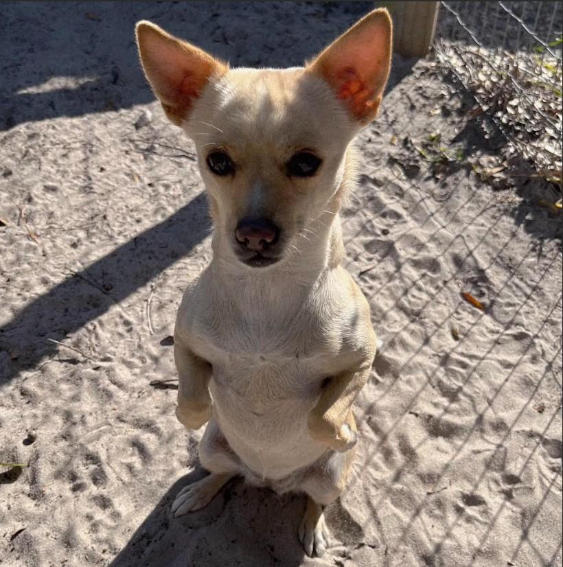 Enlarge Alayah, a Adoptable mixed breed in Eustis, FL image 1/3