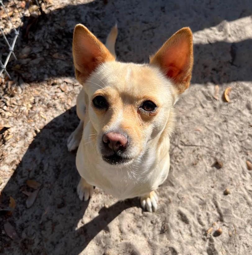 Enlarge Alayah, a Adoptable mixed breed in Eustis, FL image 2/3