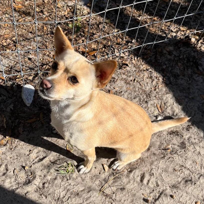 Enlarge Alayah, a Adoptable mixed breed in Eustis, FL image 3/3