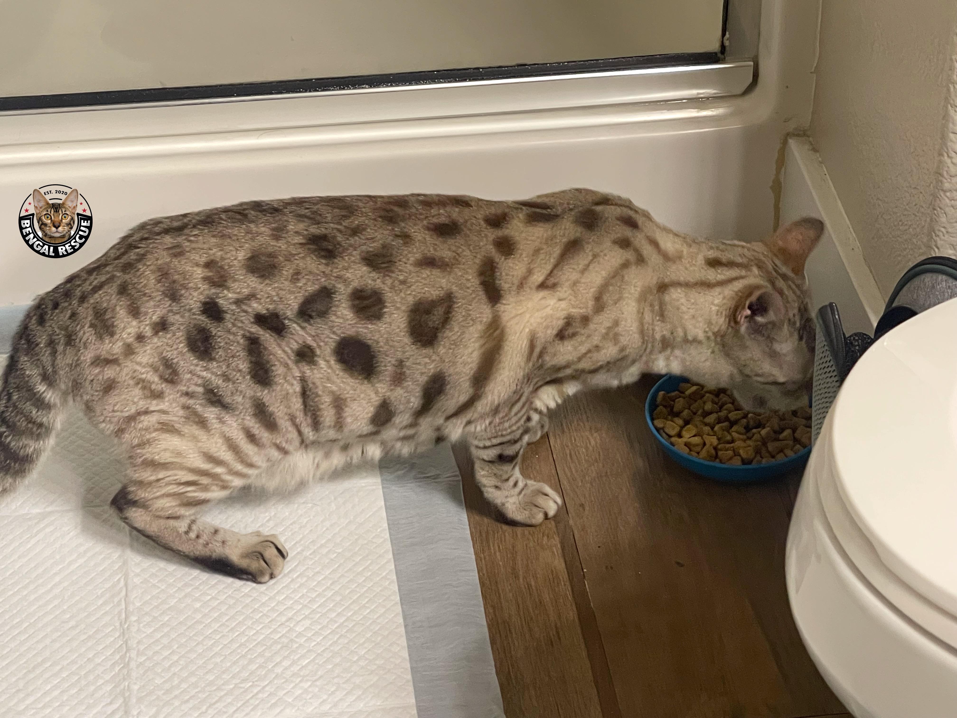 Enlarge Oscar, a hold Bengal in Mesa, AZ image 6/6