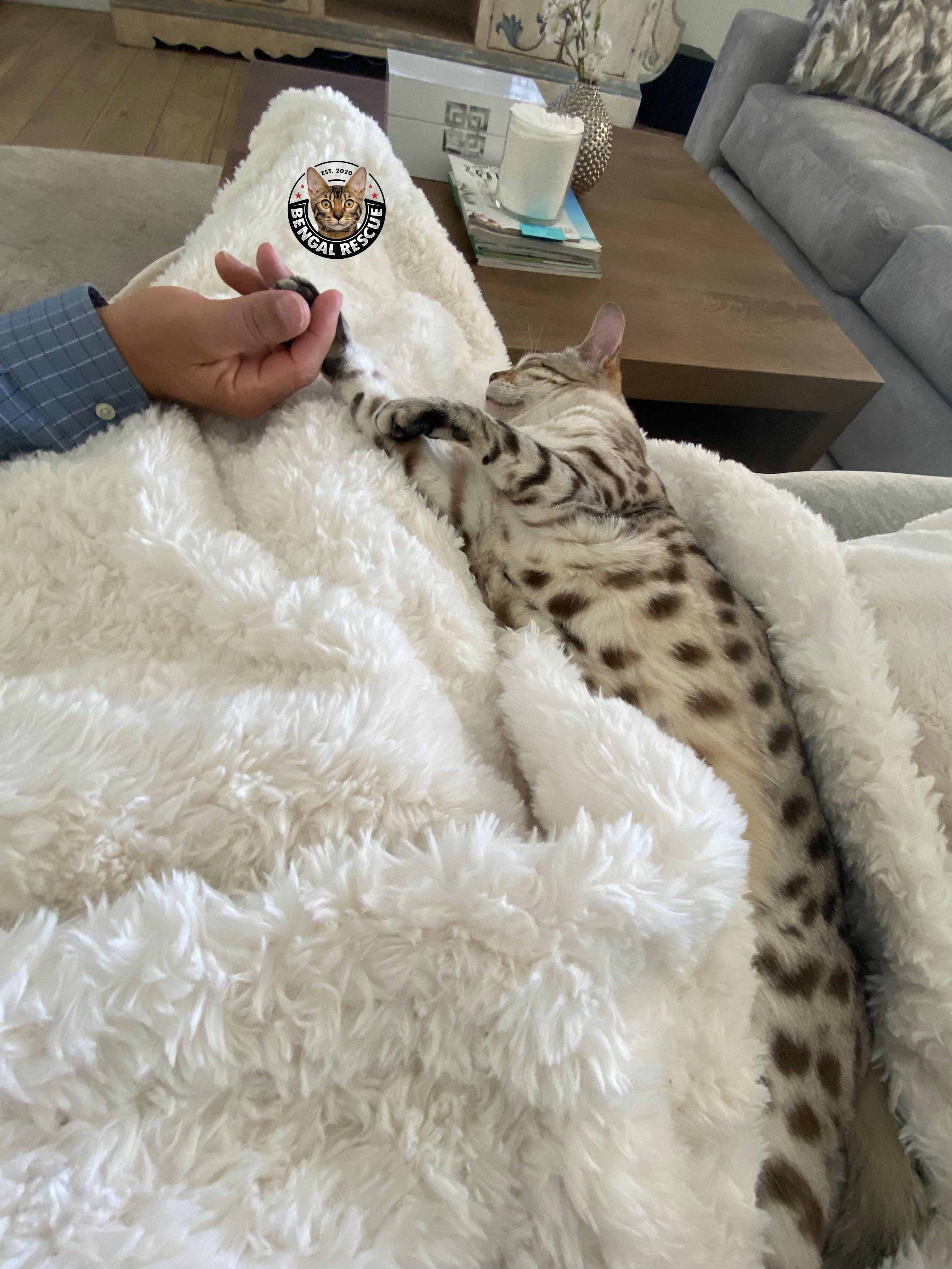 Enlarge Oscar, a hold Bengal in Mesa, AZ image 4/6