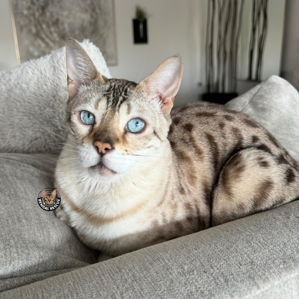 Enlarge Oscar, a hold Bengal in Mesa, AZ image 1/6