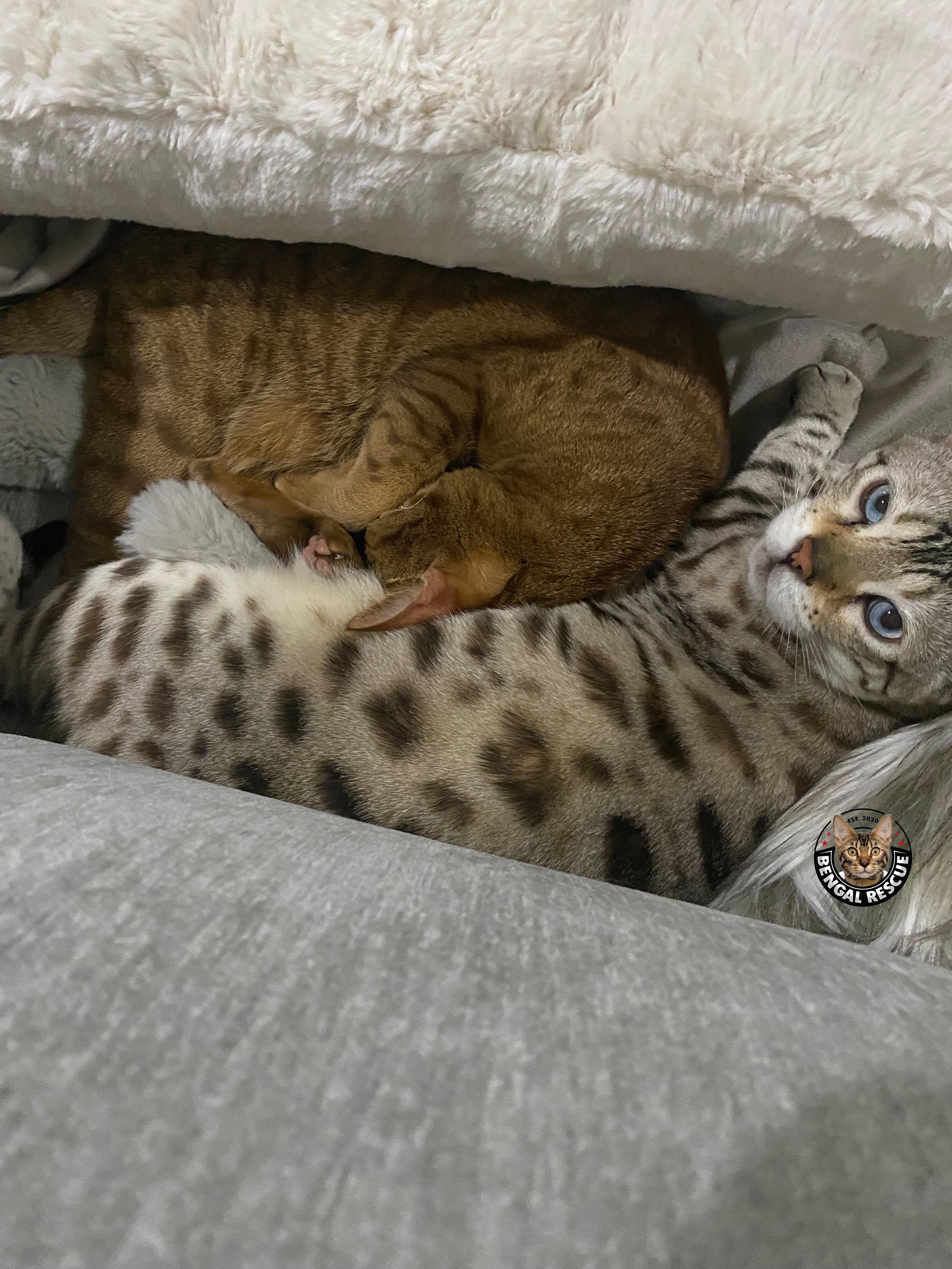Enlarge Oscar, a hold Bengal in Mesa, AZ image 5/6