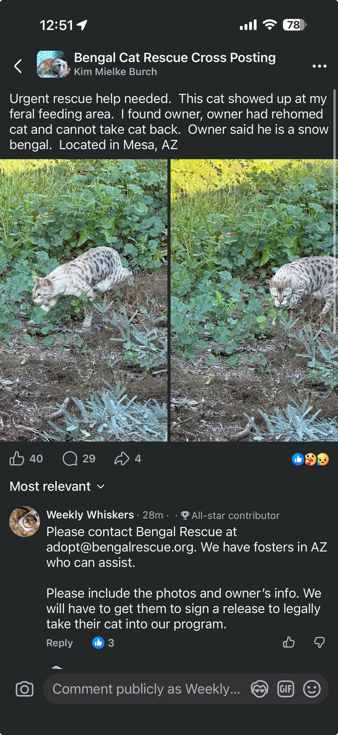 Enlarge Oscar, a hold Bengal in Mesa, AZ image 2/6