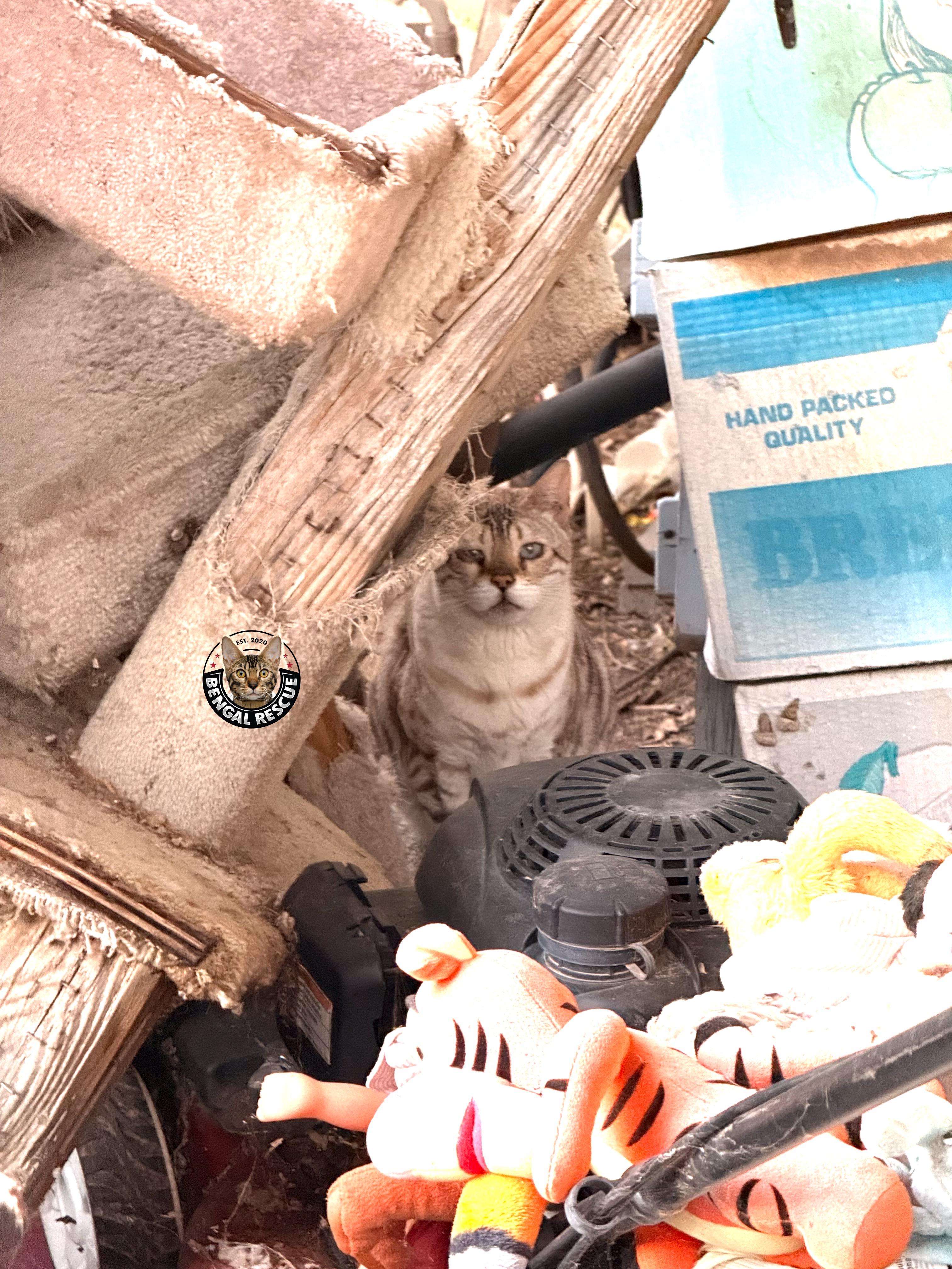 Enlarge Oscar, a hold Bengal in Mesa, AZ image 3/6