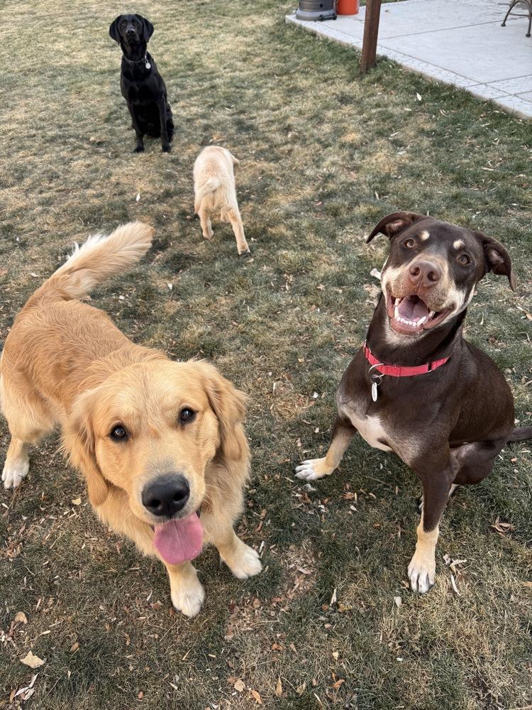 Jax, a Adoptable mixed breed in Denver, CO image 1/6