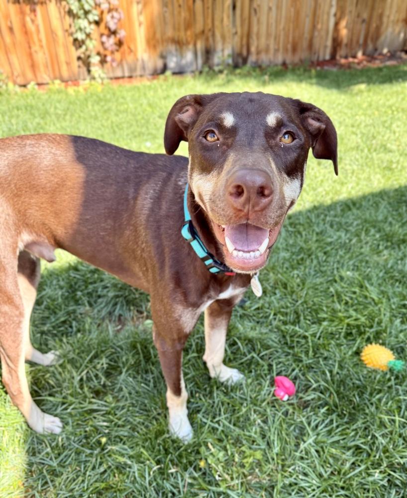 Jax, a Adoptable mixed breed in Denver, CO image 2/6