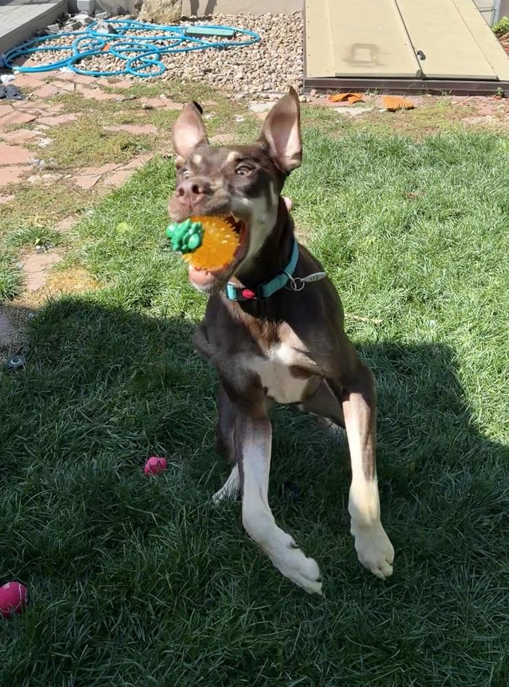 Jax, a Adoptable mixed breed in Denver, CO image 3/6