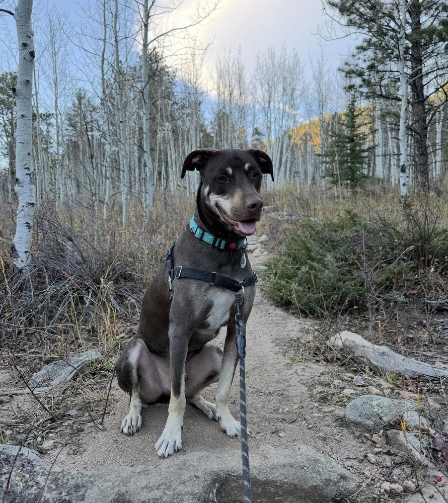 Jax, a Adoptable mixed breed in Denver, CO image 4/6
