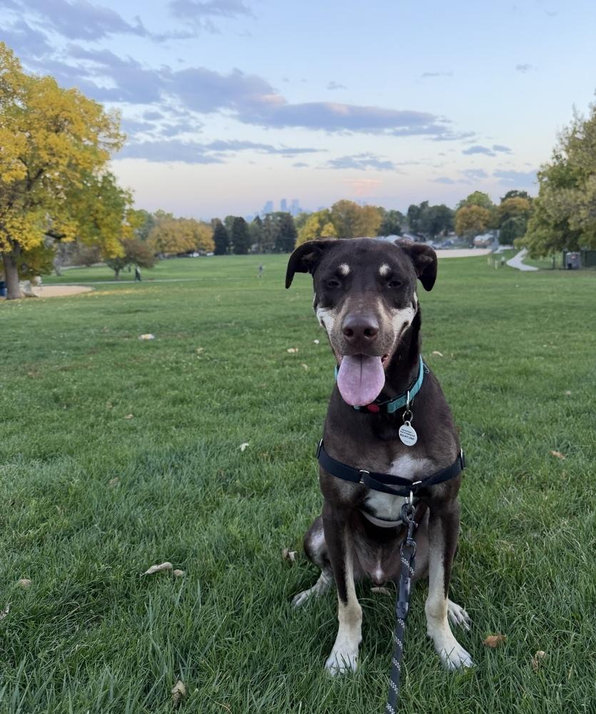 Jax, a Adoptable mixed breed in Denver, CO image 5/6