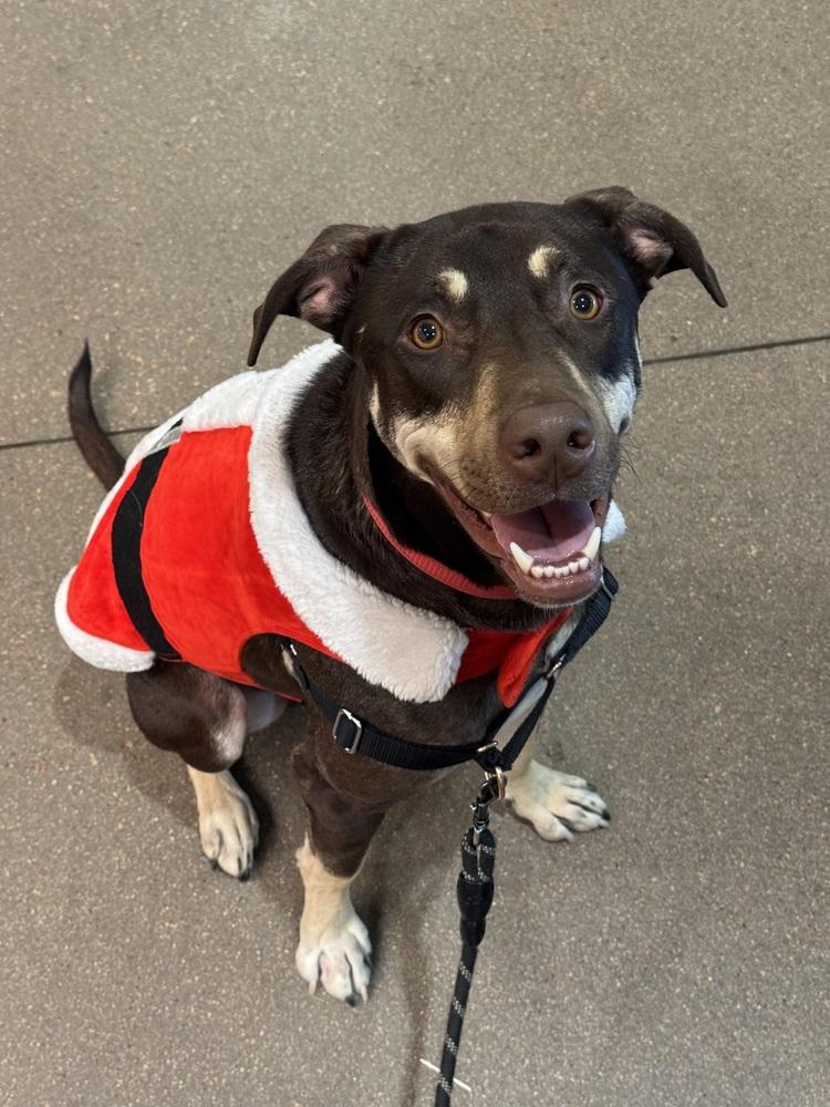 Jax, a Adoptable mixed breed in Denver, CO image 6/6