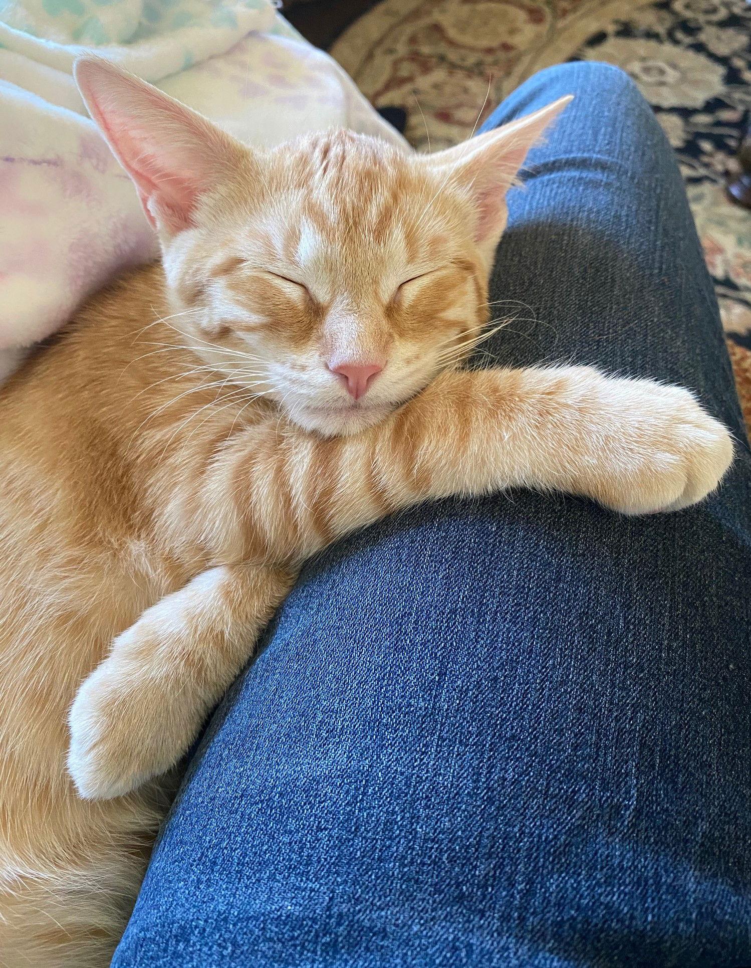 Enlarge Caramello, a Adopted Domestic Short Hair in Prosper, TX image 1/3