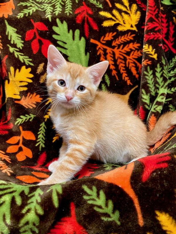 Enlarge Caramello, a Adopted Domestic Short Hair in Prosper, TX image 2/3