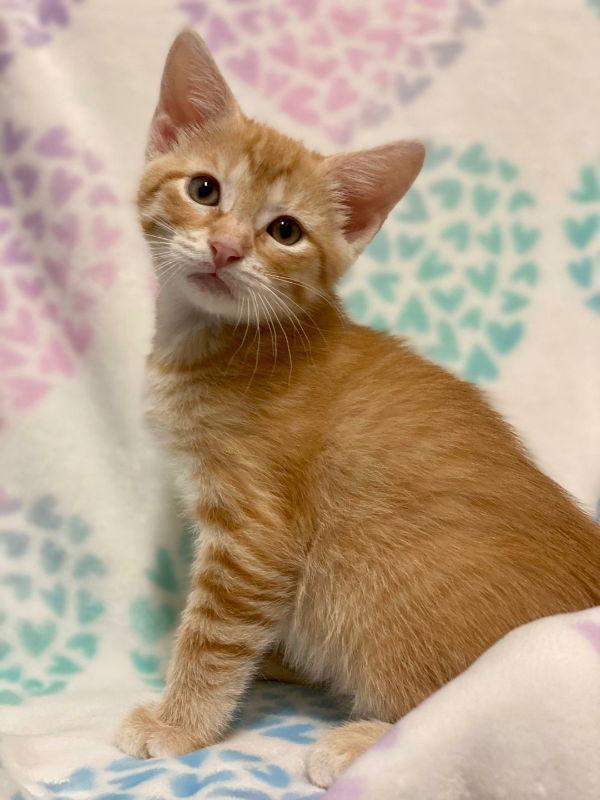 Enlarge Caramello, a Adopted Domestic Short Hair in Prosper, TX image 3/3