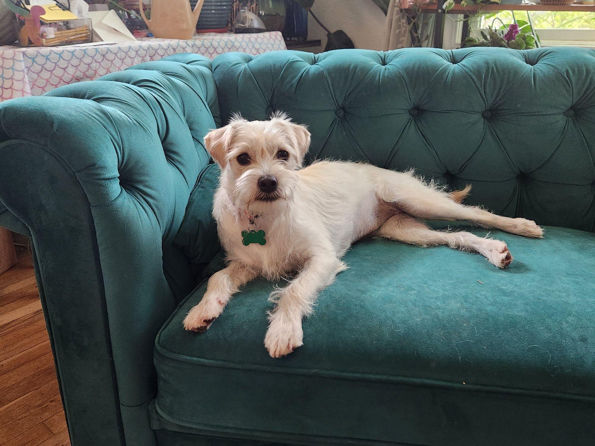 Peyton, an adoption pending mixed breed in Eugene, OR image 1/2