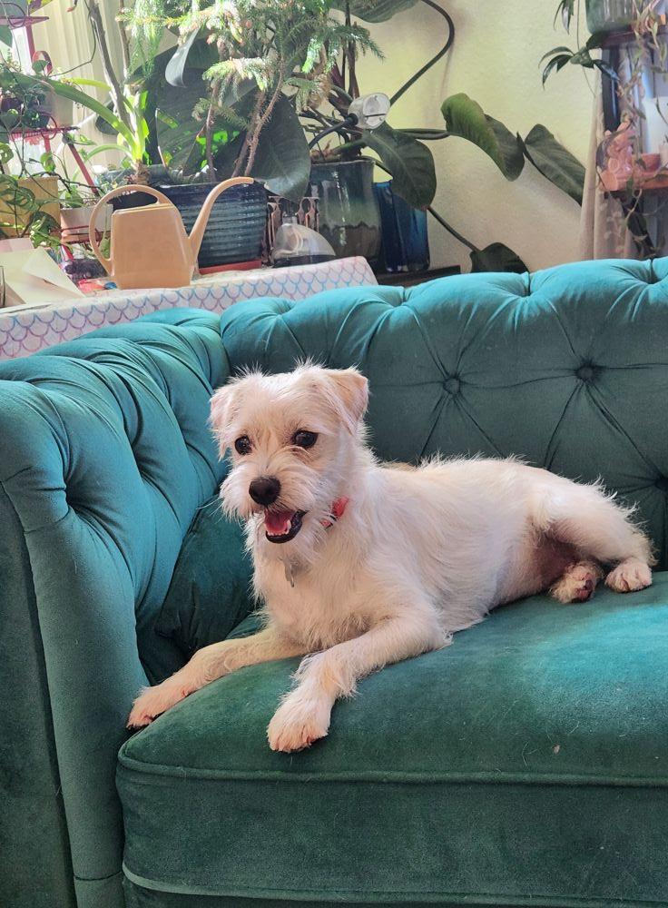 Peyton, an adoption pending mixed breed in Eugene, OR image 2/2