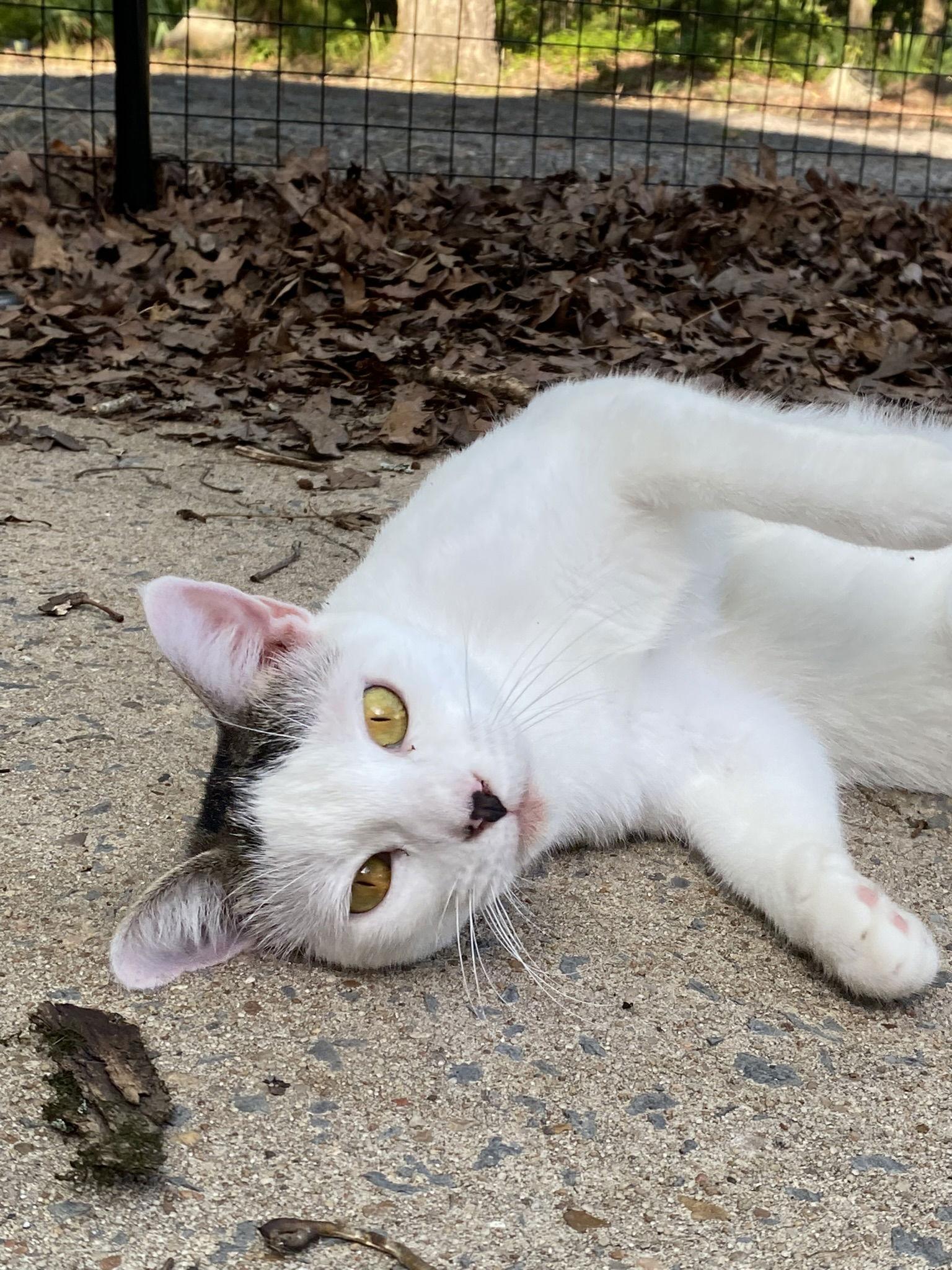 Lexi, Adoptable, Young Female Domestic Short Hair.