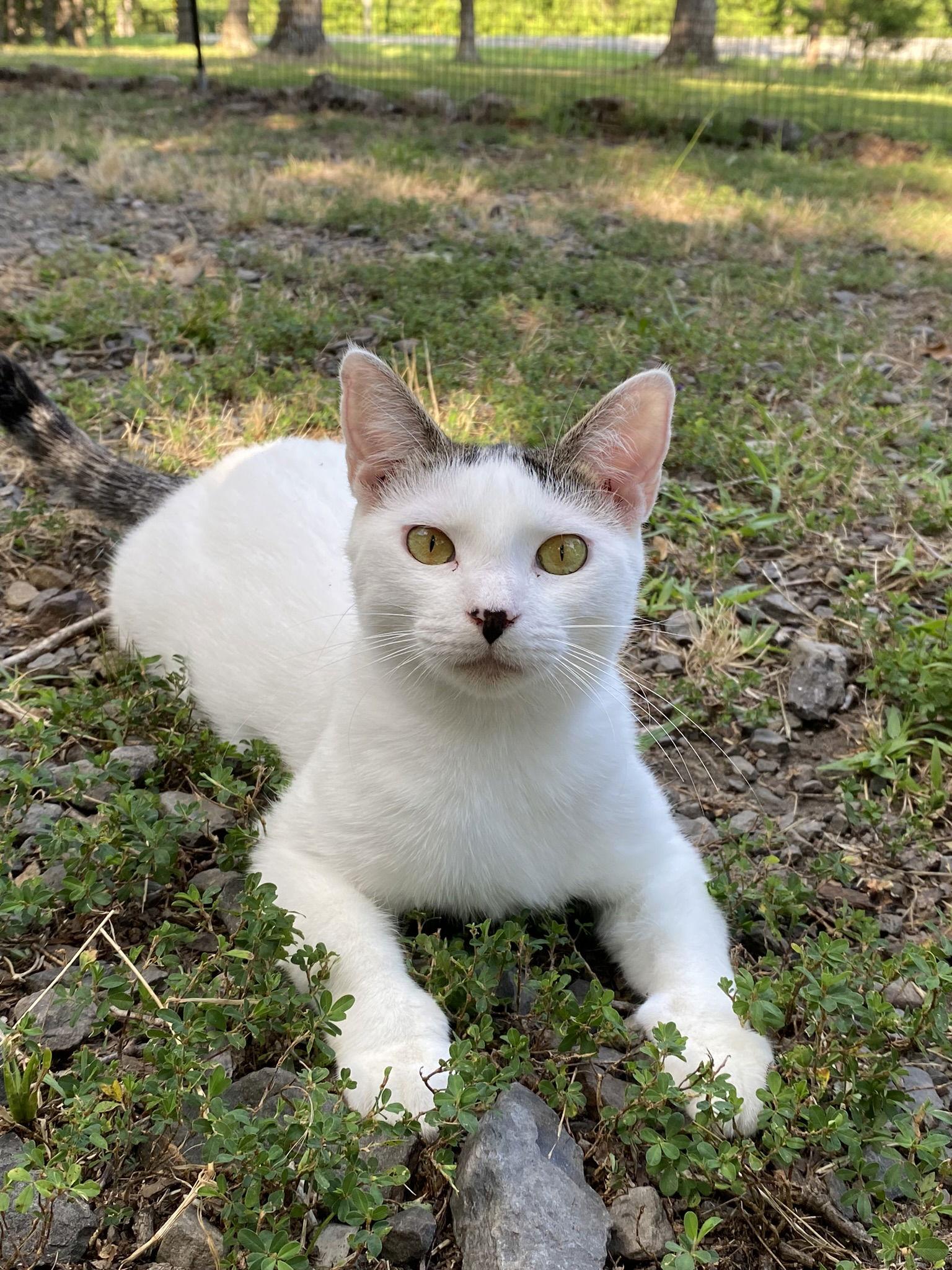Lexi, a Adoptable Domestic Short Hair in Drasco, AR image 2/3