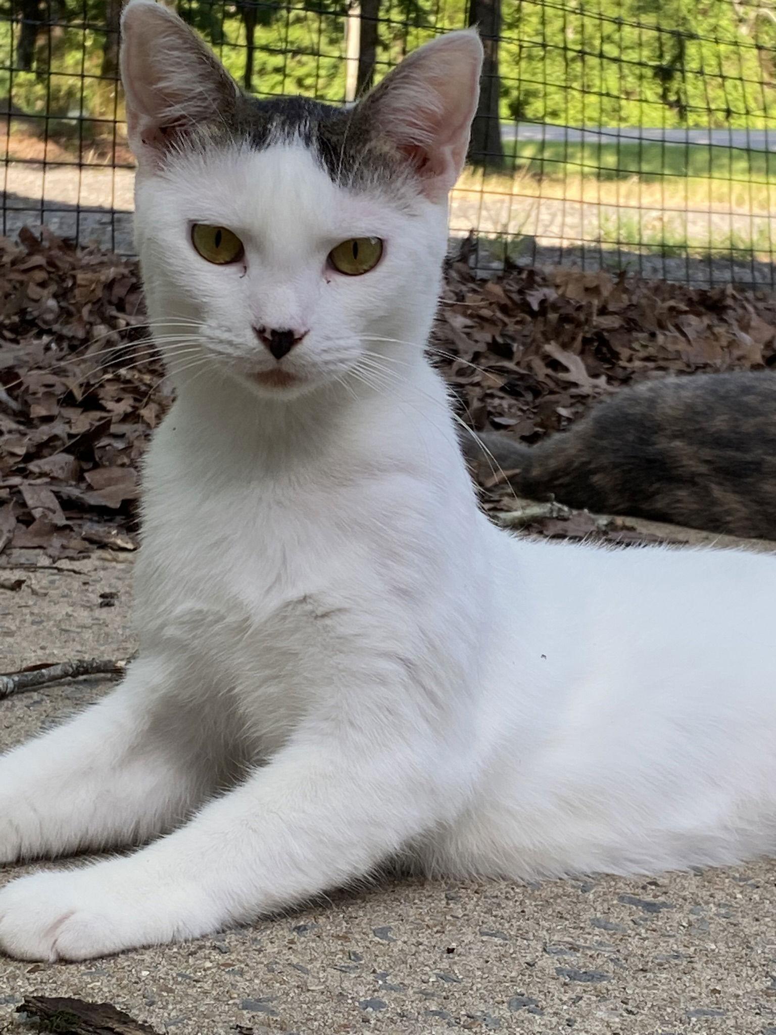 Lexi, a Adoptable Domestic Short Hair in Drasco, AR image 3/3