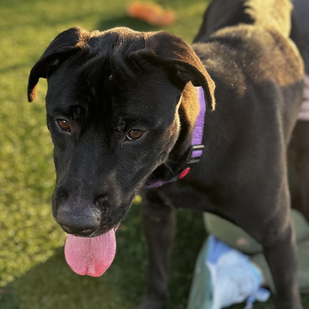 Enlarge Jasper, a Adoptable mixed breed in Bradenton, FL image 1/1