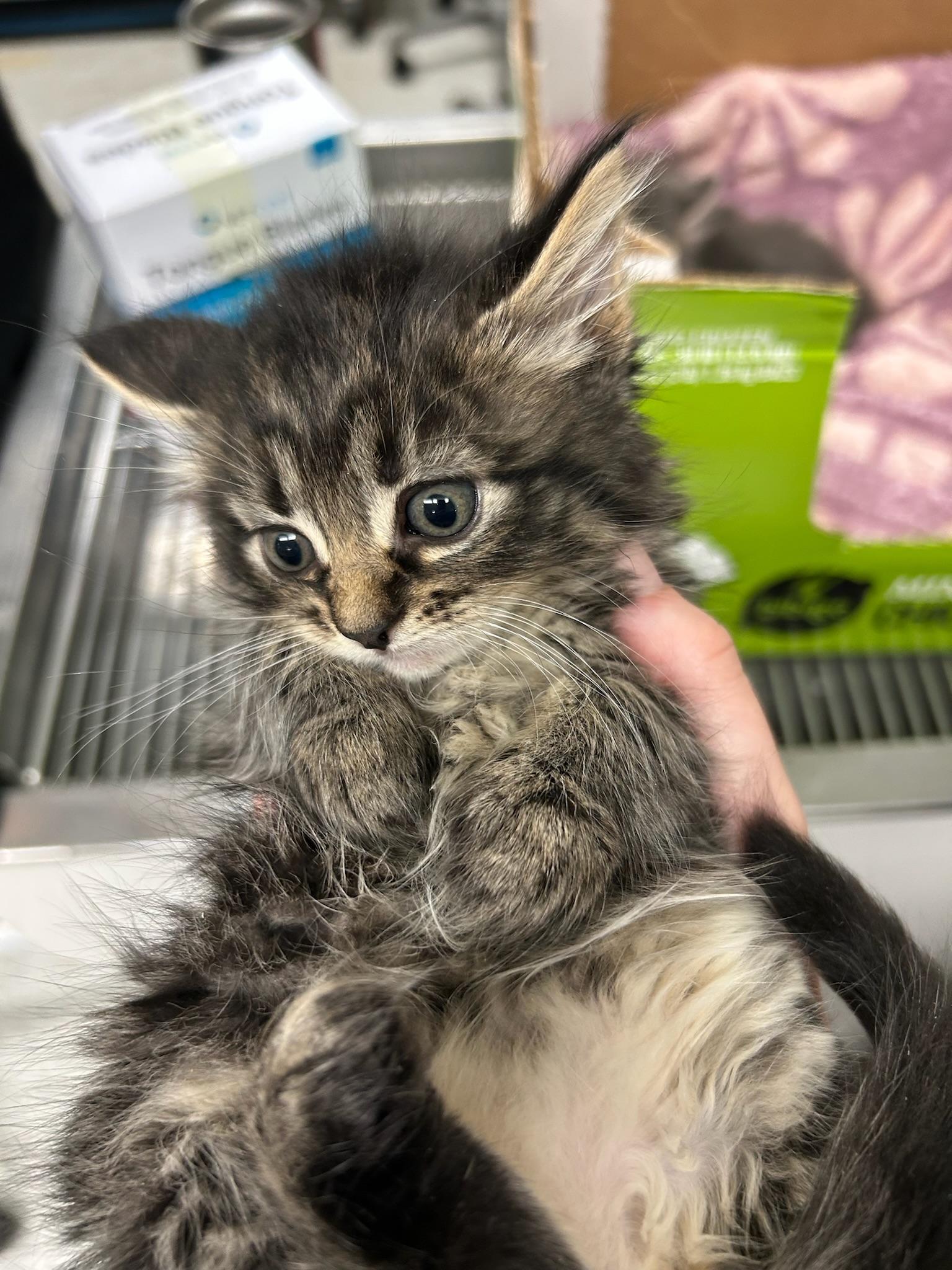 Pepper, a Adoptable Domestic Short Hair in Kent, WA image 3/3