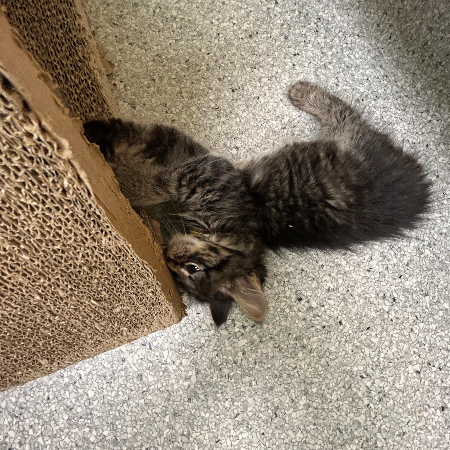 Pepper, a Adoptable Domestic Short Hair in Kent, WA image 2/3