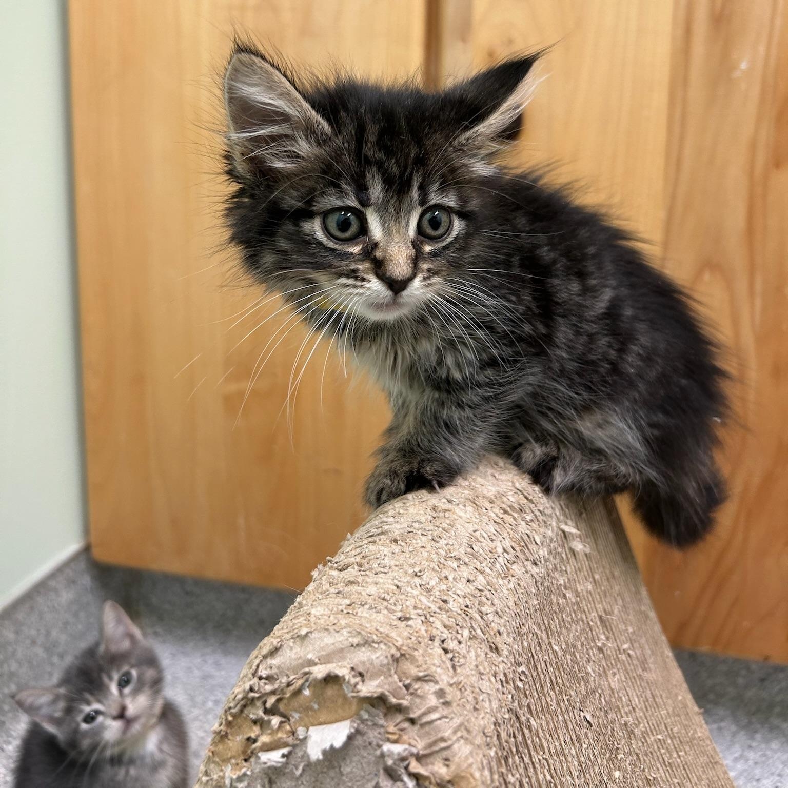 Pepper, a Adoptable Domestic Short Hair in Kent, WA image 1/3