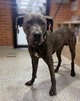 Enlarge Bluey, a Adoptable mixed breed in Washington, DC image 1/2