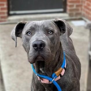 Enlarge Bluey, a Adoptable mixed breed in Washington, DC image 2/2
