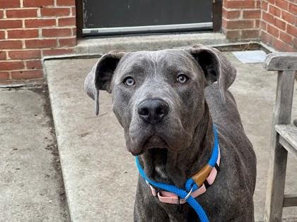Enlarge Bluey, a Adoptable mixed breed in Washington, DC image 1/1