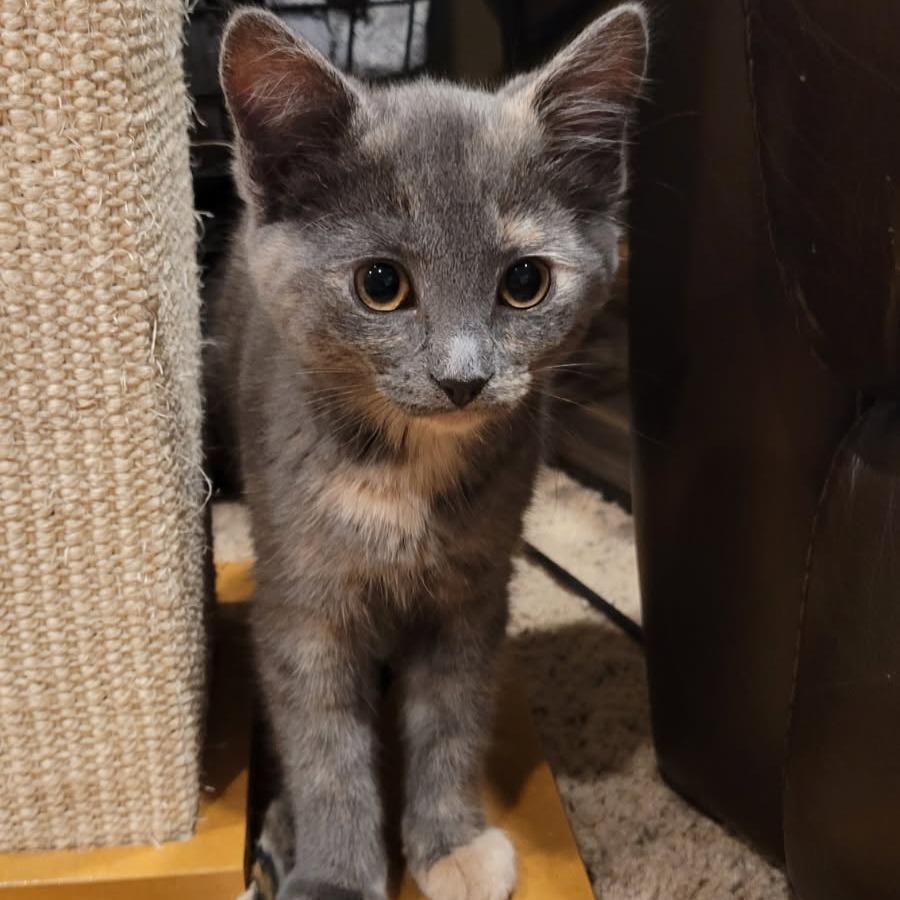 Enlarge Pips, a Adoptable Domestic Short Hair in Chaska, MN image 1/4