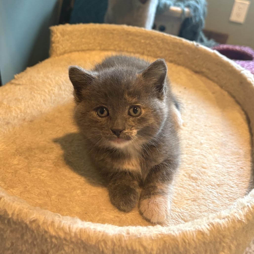 Enlarge Pips, a Adoptable Domestic Short Hair in Chaska, MN image 2/4