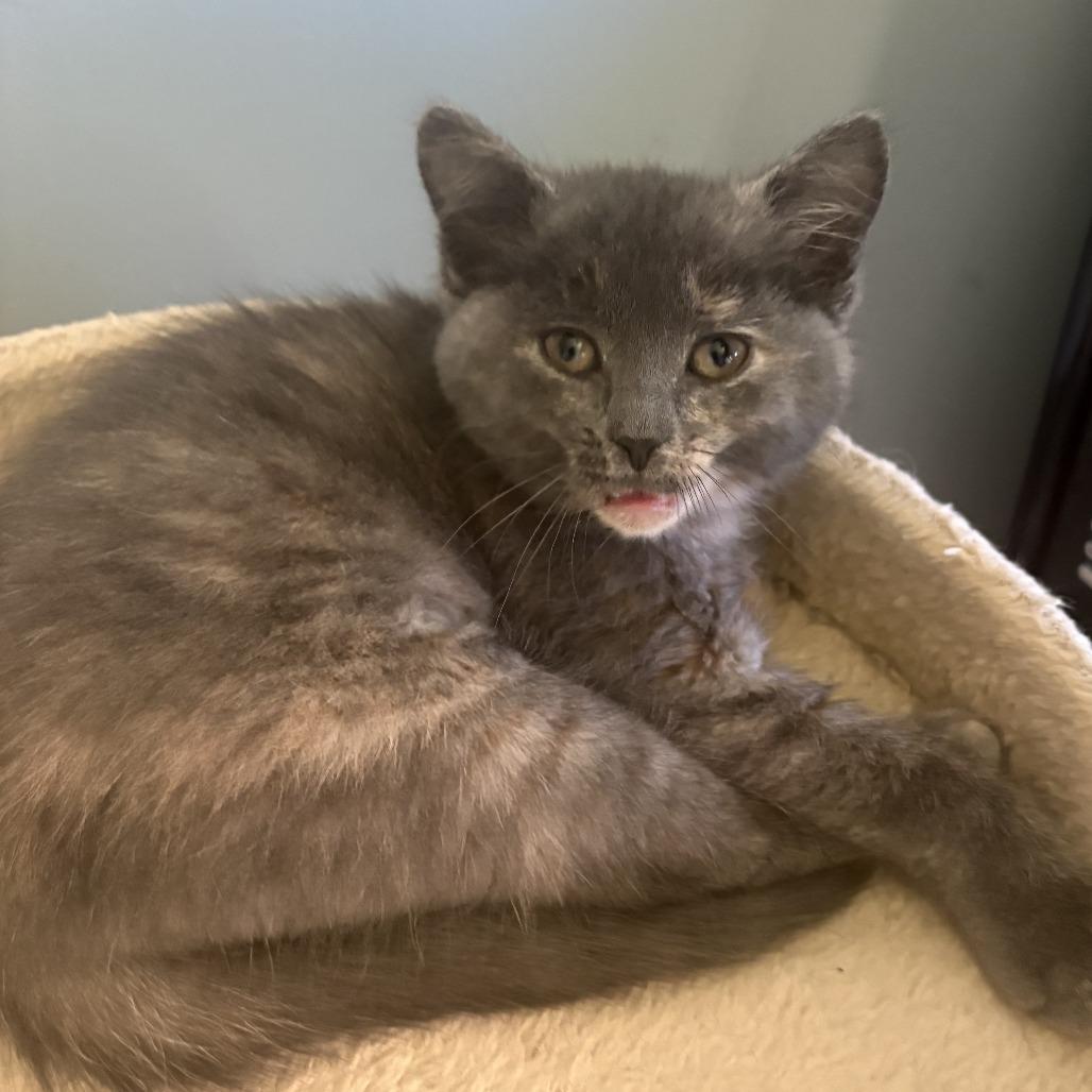 Enlarge Pips, a Adoptable Domestic Short Hair in Chaska, MN image 3/4