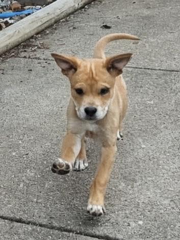 Enlarge Jud , an adopted Mixed Breed in Watertown, WI image 3/5