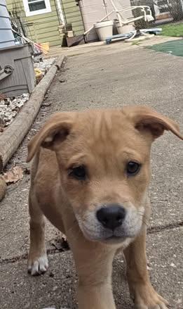 Enlarge Jud , an adopted Mixed Breed in Watertown, WI image 5/5