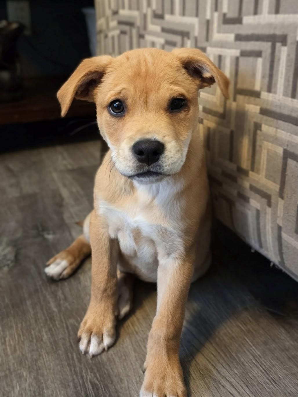 Enlarge Jud , an adopted Mixed Breed in Watertown, WI image 1/5