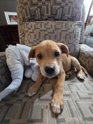 Enlarge Jud , an adopted Mixed Breed in Watertown, WI image 4/5