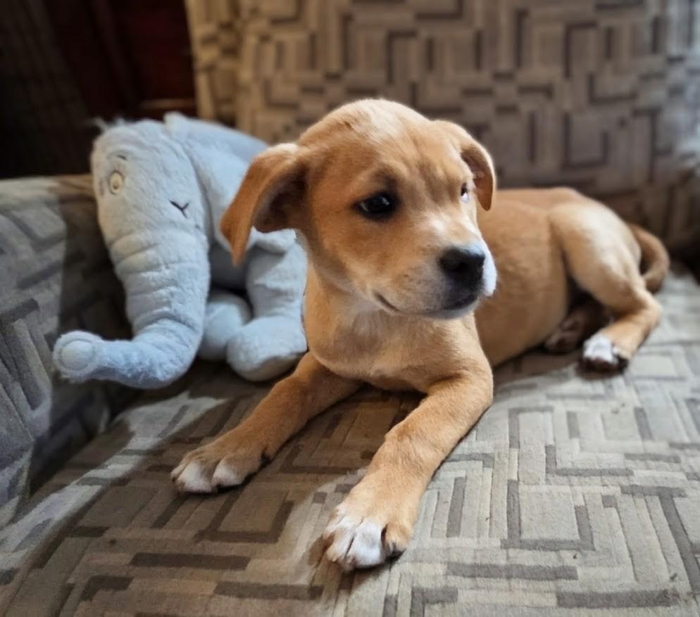 Enlarge Jud , an adopted Mixed Breed in Watertown, WI image 2/5