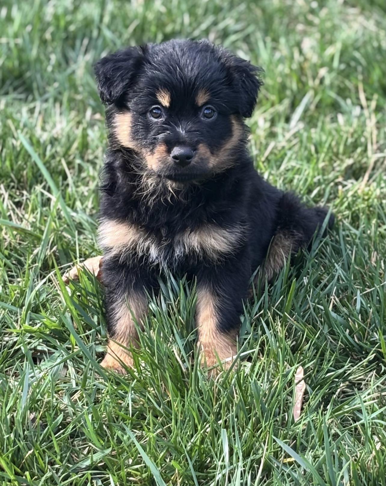 Enlarge Greta, a ADOPTABLE mixed breed in Richmond, VA image 6/6