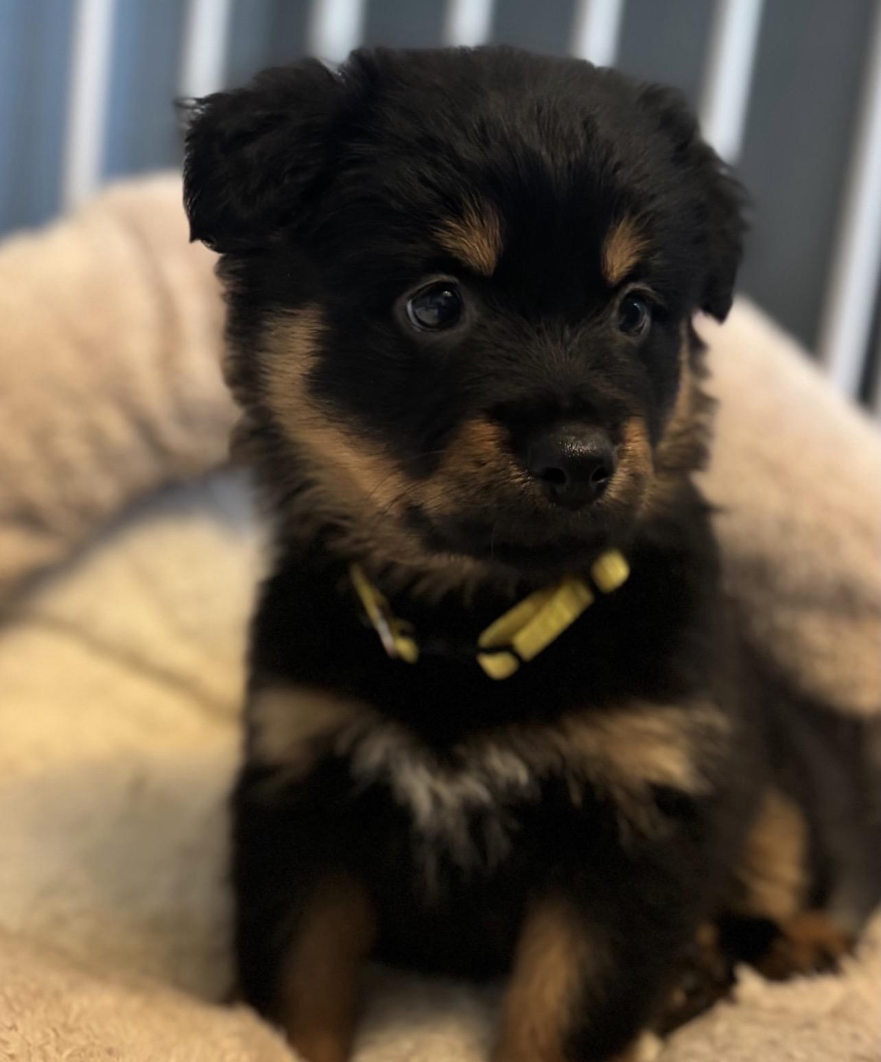 Enlarge Greta, a ADOPTABLE mixed breed in Richmond, VA image 5/6