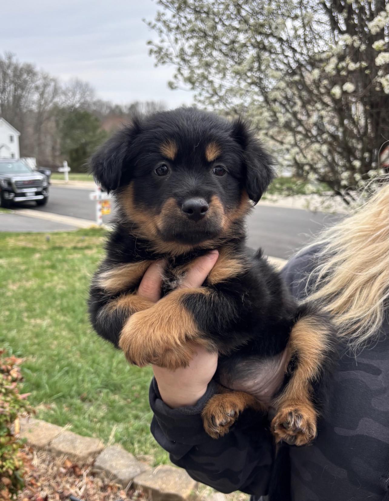 Enlarge Greta, a ADOPTABLE mixed breed in Richmond, VA image 4/6